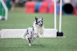 Azulian Fantasy of my Dreams