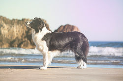 Kynagon Dear Darling "Lia"