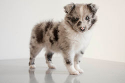 Azulian Cosmic Sweet Moon