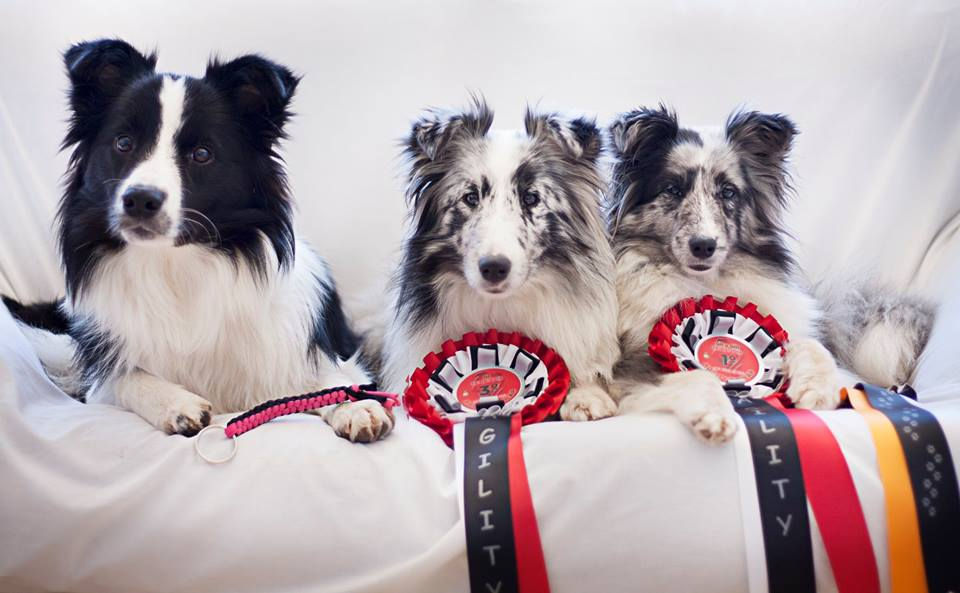 Kynagon Dear Darling, Azulian Alegria Magical Feeling & Driss Bleue du Grand Pré d'Ortignac