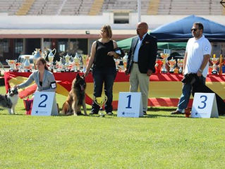 Mallorca de Mallorca Dog Show Results