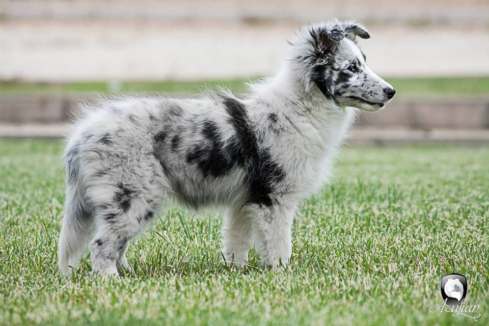 Azulian Alegria Magical Feeling