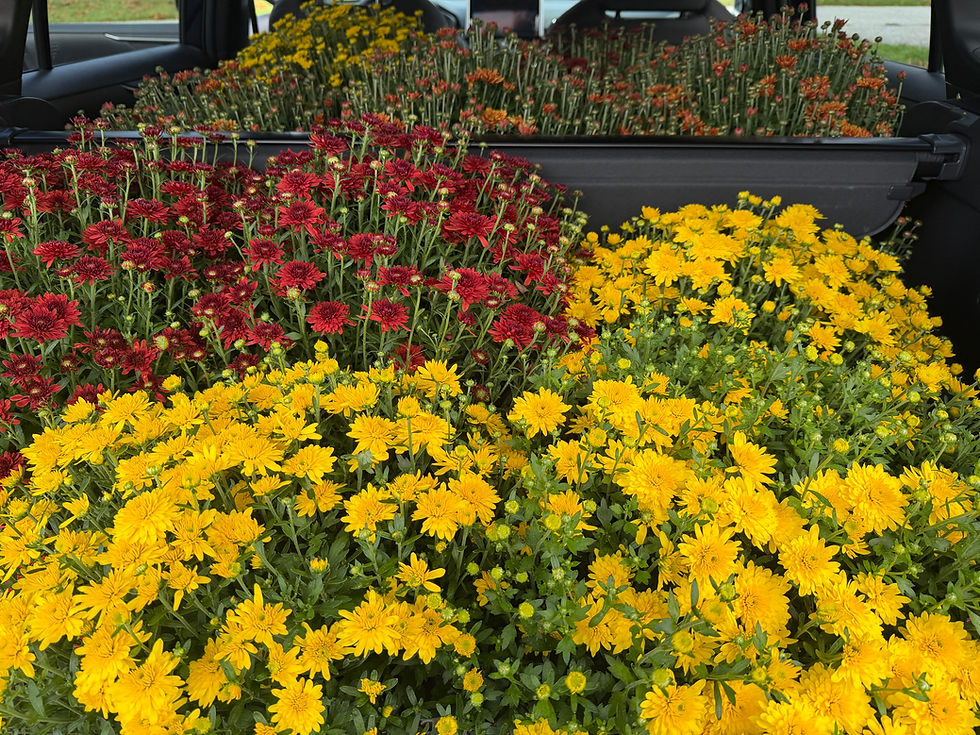 Car full o' MUMS!