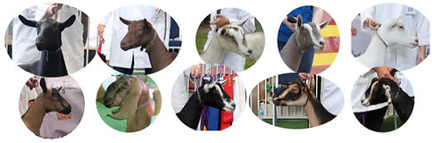 Untitled design_edited.jpg