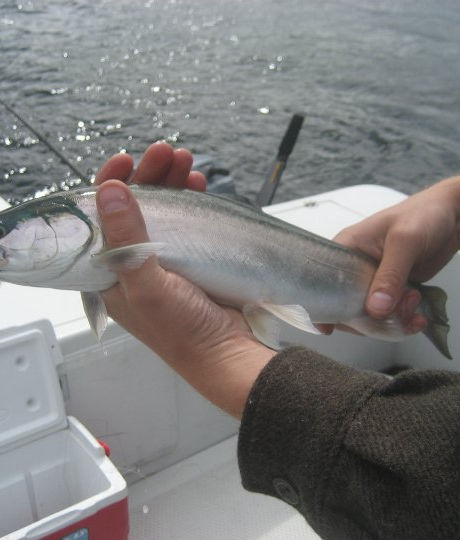 WHAT IS THE LIFE CYCLE OF PACIFIC SALMON IN ALASKA?