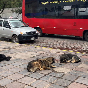 Sombras callejeras: la creciente crisis de 6 millones de perros en las calles de Perú