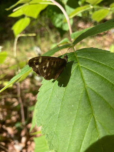 butterfly on leaf
