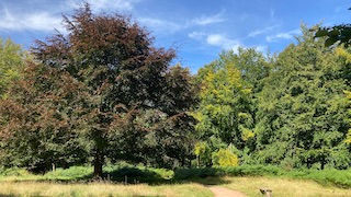 copper beech tree in woodland