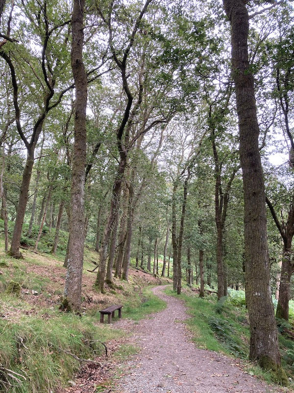 Woodland path