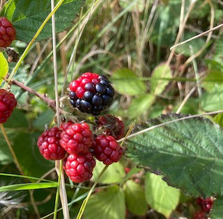 multicoloured brambles