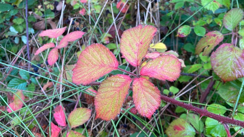 Bramble leaves in autumn