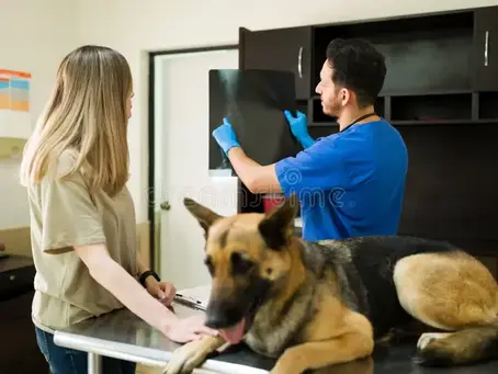 Setting up for Success: Going to the Vet