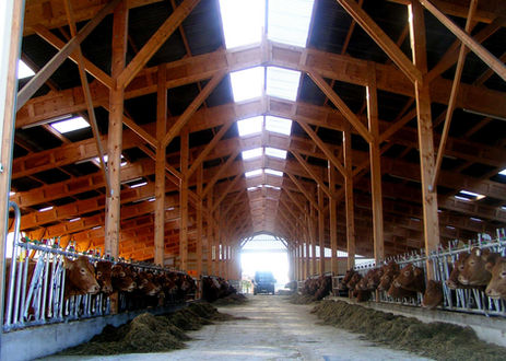 Bâtiment agricole bois stabulation vaches allaitantes