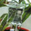 Thumbnail: Plant Life Support Houseplant Watering Device