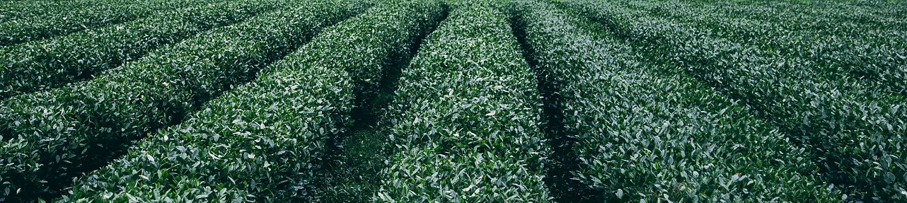 plantation-945400_1920.jpg