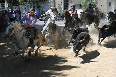 Traditional bull game in the Camargue, Southern France. Four horsemen at a gallop are guiding four bulls.