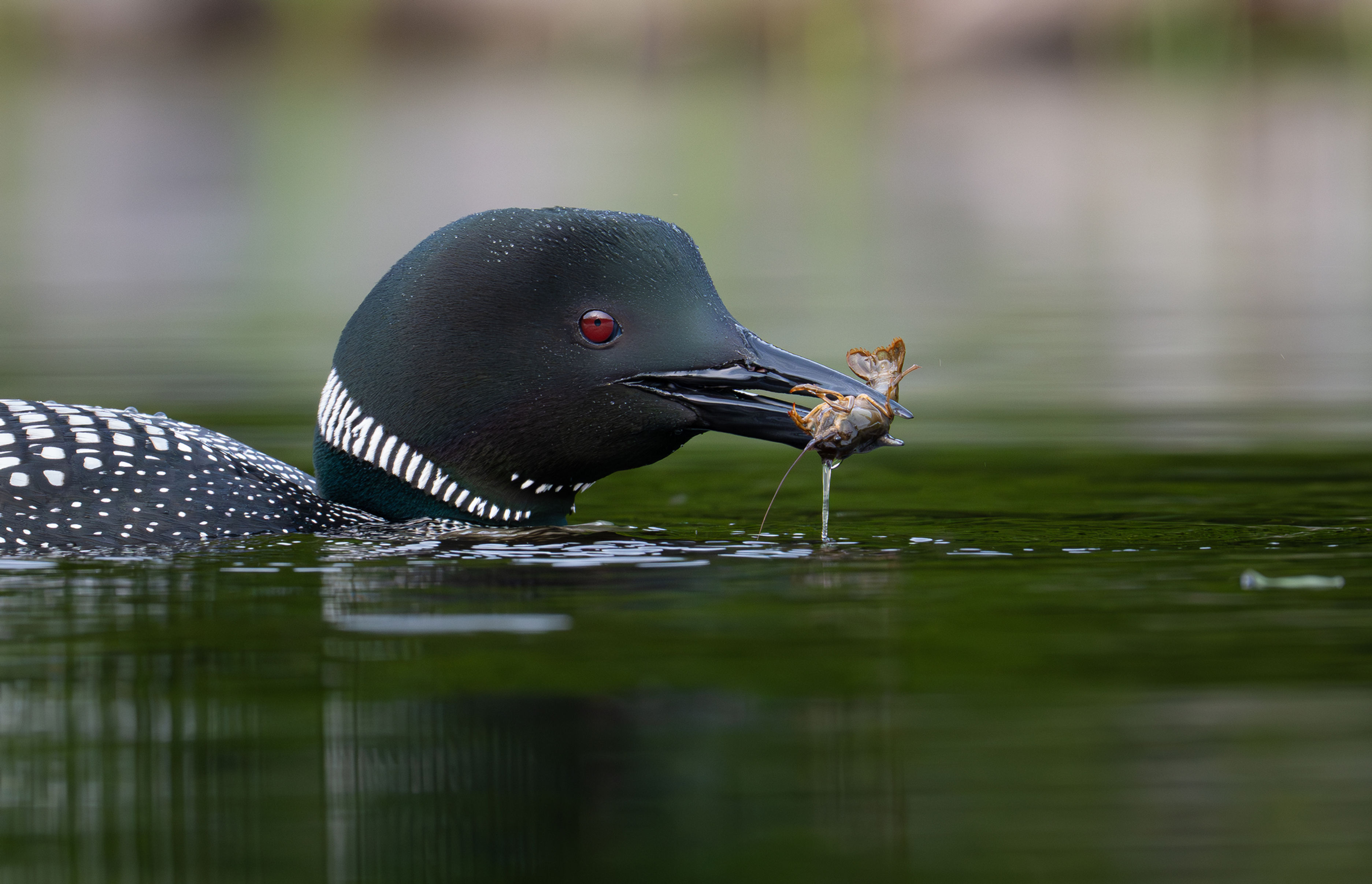 Adirondack Loon Photography Paddle