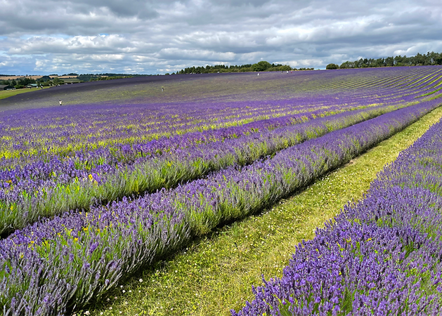 lavender-farm-the-cotswold-tour-co.png