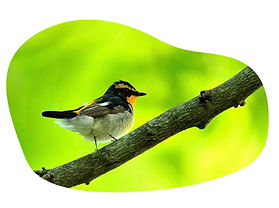 徳島市 眉山 観光 野鳥
