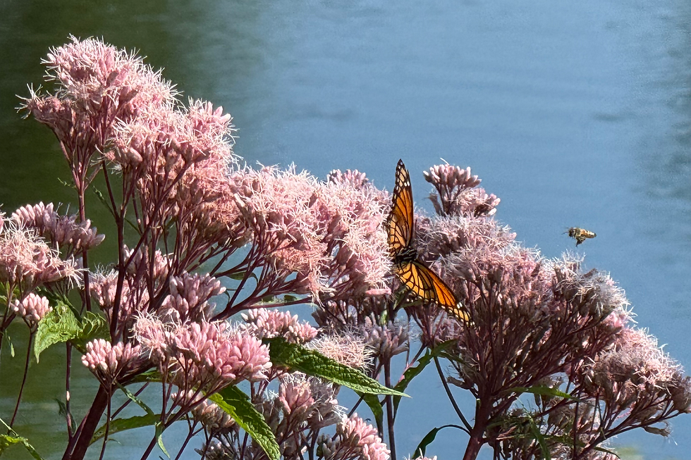 A Monarch on Joe Pye