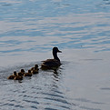 Copy of Lake 119.jpg