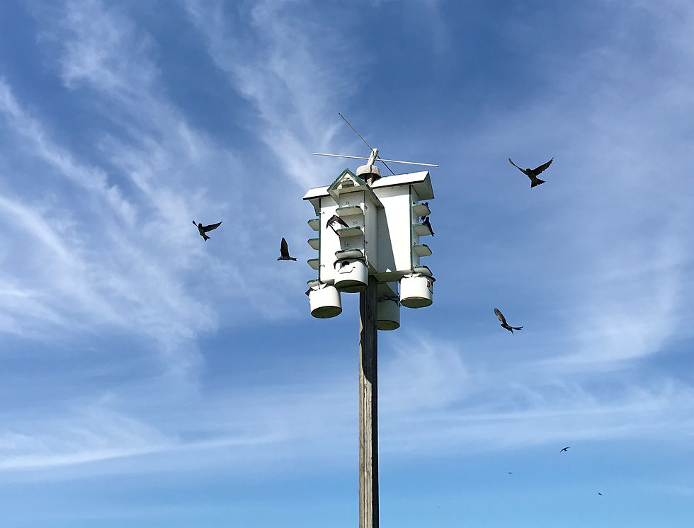 20200626_Purple Martins