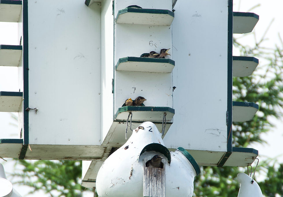 20230713_Jack Gulvin Purple Martin_1 (1)