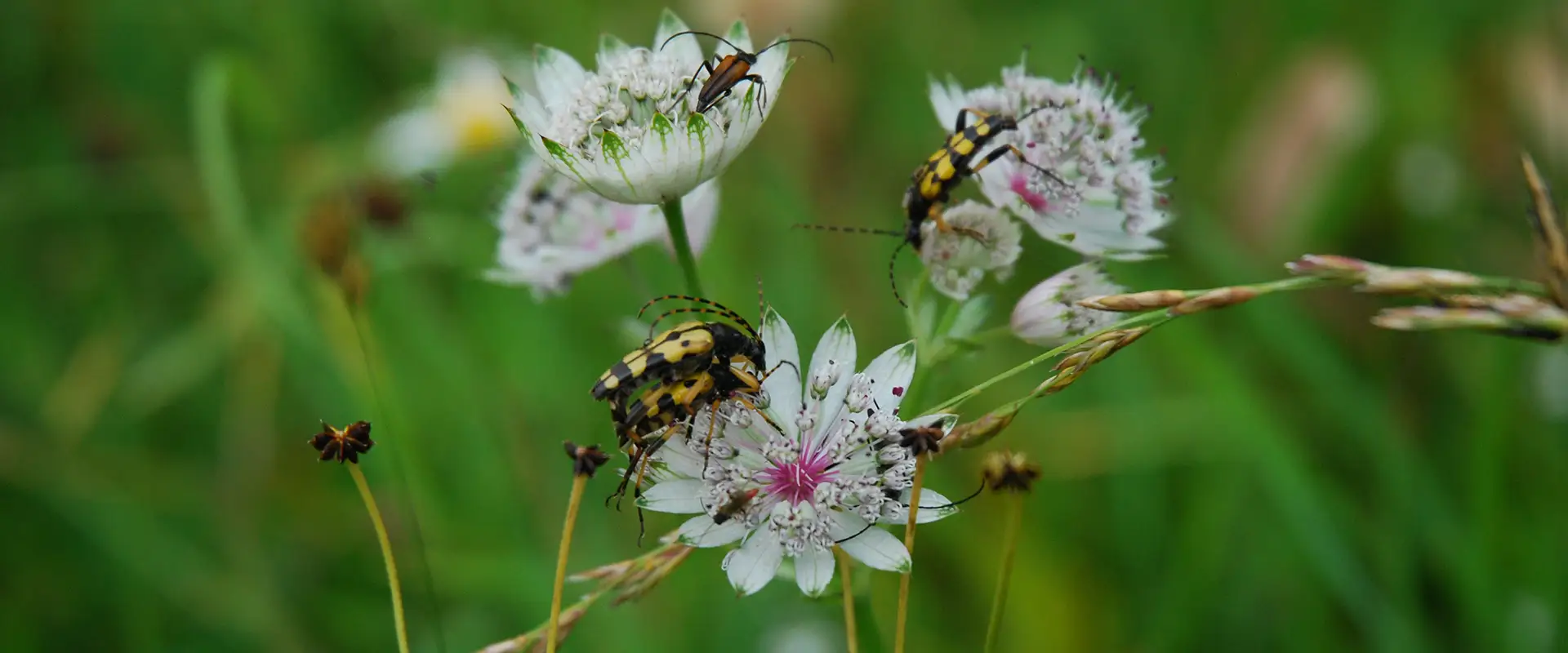 biodiversitaet-oepul-naturschutz-monitoring.webp