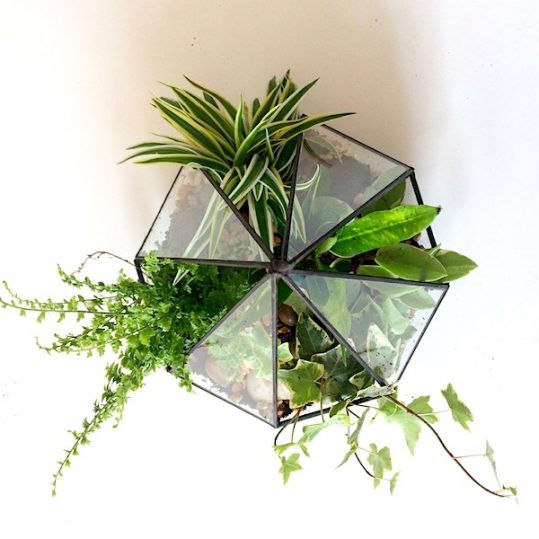 Thumbnail: Terrariums