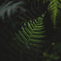 Fern Leaves