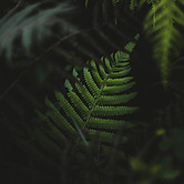 Fern Leaves 