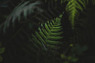 Fern Leaves