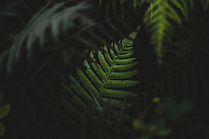 Close-Up Fern Leaves