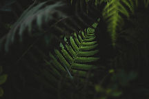 Close-Up Fern Leaves