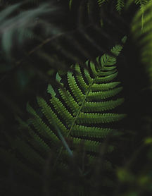 Close-Up Fern Leaves