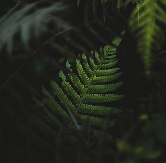 Fern Leaves
