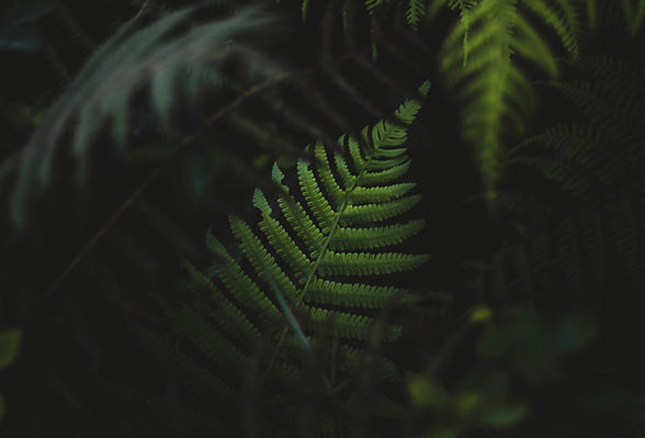 Fern Leaves
