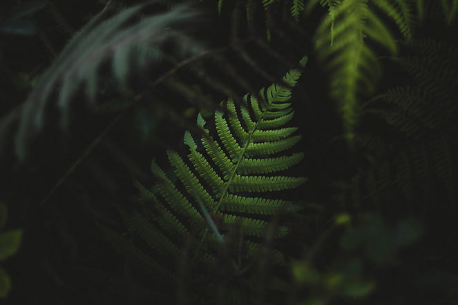 Fern Leaves 