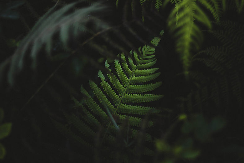 Fern Leaves