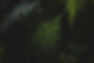 Folhas do fern