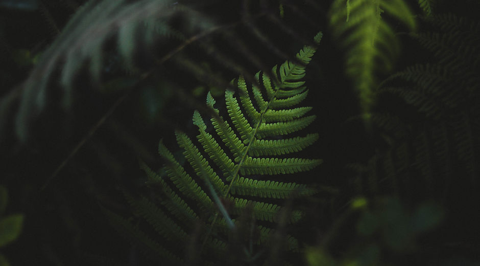 Fern Leaves