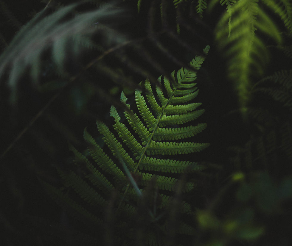 Fern Leaves