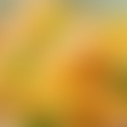 Mexican or Italian??