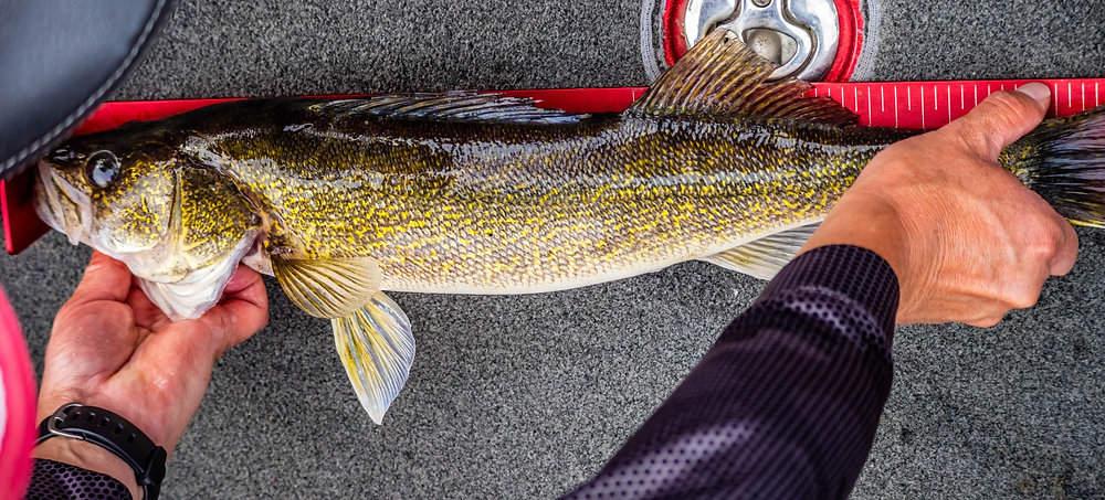 Walleye Size Calculator: Length and Weight