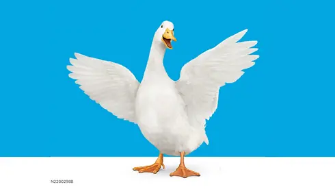 AFLAC.webp