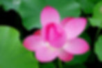 flowers-1525452_1920