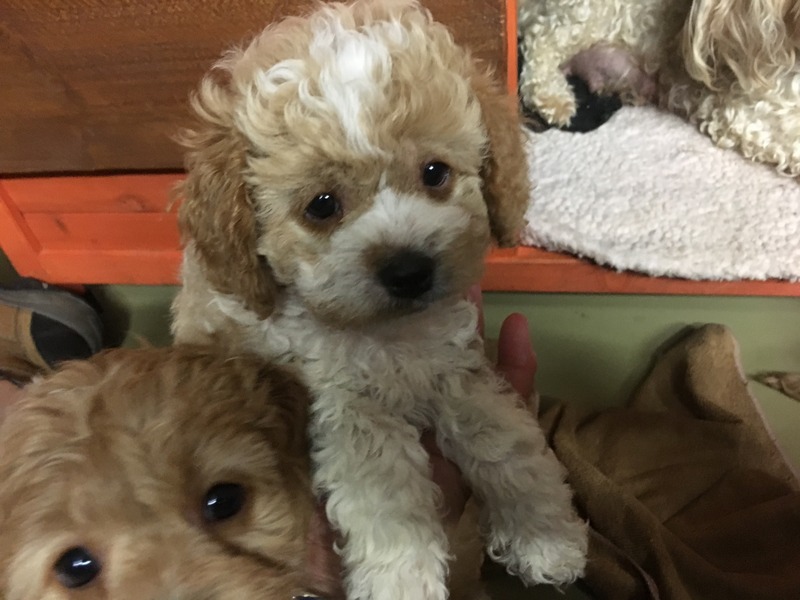 country puppies cavoodle price