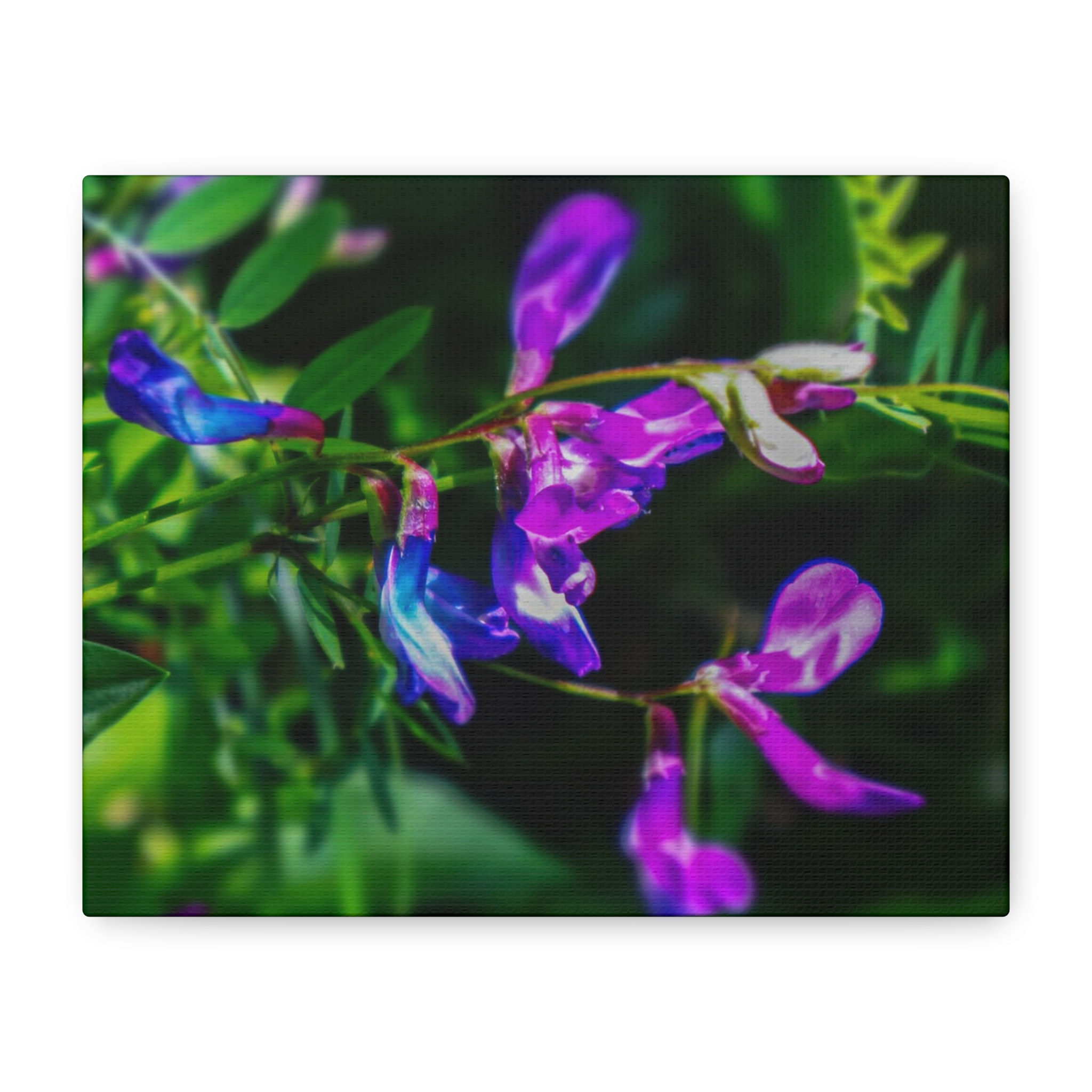 Tufted Vetch in Bloom – Vibrant Wildflower Canvas