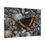 Thumbnail: Milbert’s Tortoiseshell Butterfly on Rocky Ground – Nature Photography Canvas