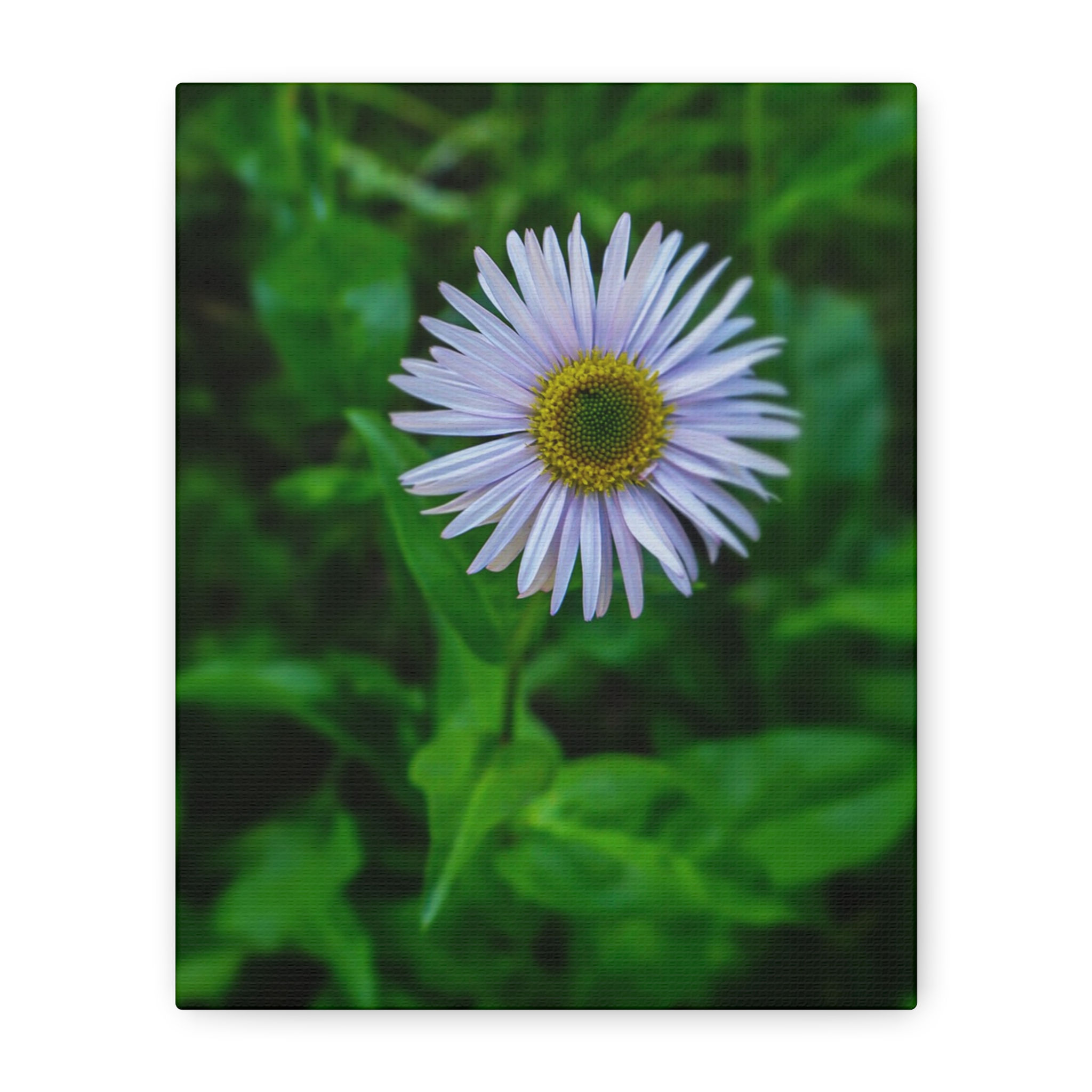 White Daisy in Bloom – Timeless Nature Canvas